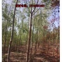 供应38000颗米经3-7公分国槐出售 高2.6-3米长势好