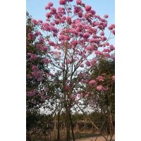 黄花风铃木，紫花风铃木，红花风铃木，龙血树