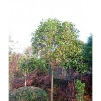 高干桂花1.8米以上分枝 米径3-8公分