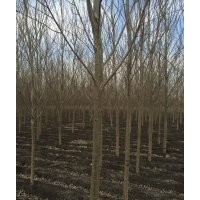供应柳树、银中杨