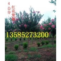江苏紫薇价格，3-4-5公分紫薇价格，产地批发直销紫薇价格