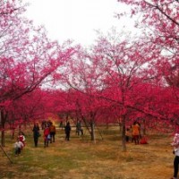 天苗农业中国红樱花