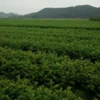 广西柳州供应25-40公分良种杉木苗