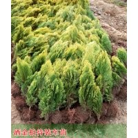 江苏洒金柏价格，30-40公分高洒金柏价格，产地直销洒金柏价格