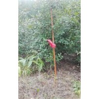 红叶石楠1万棵出售，树龄2年