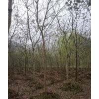 大量黄花梨出售