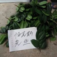 长期出售茶花嫁接枝条