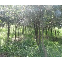 出售球花石楠地苗