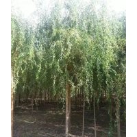 供应5-8公分垂柳1万棵