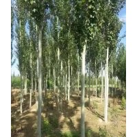 供应5-8公分新疆杨2万棵