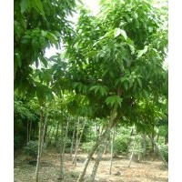 供应白玉兰树苗 广玉兰树苗 火练树苗 红橘苗 苦炼树苗 红橘树