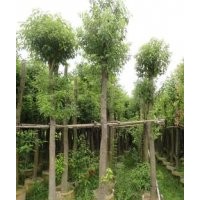 供应烟脂木苗 富贵竹树苗 菩提树 枫香树苗 香樟 红枫树苗