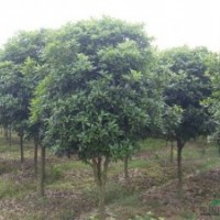 8公分桂花批发，8公分桂花报价