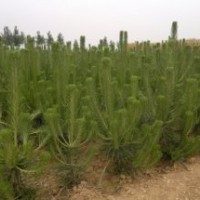 那里黑松黑松苗便宜莒南顺义黑松苗木基地