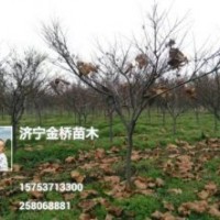 清地啦，日本红枫3-5公分