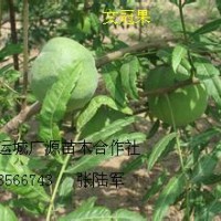 文冠果苗钙果苗大量低价出售