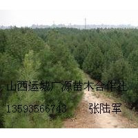 80-1.5米白皮松大量低价出售