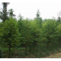 江苏中山杉 江苏中山杉 江苏中山杉