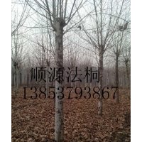 15公分法桐土球全冠#18公分法桐三年冠 报价