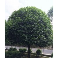 四川地区出售各种苗木