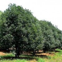 高杆精品6公分8公分10公分桂花报价