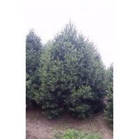低价供应1——7米白皮松 华山松