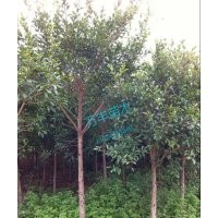 供应红皮榕