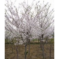 樱花树规格，樱花树图片，染井吉野樱花树价格