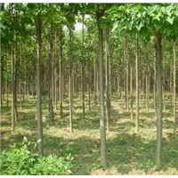 出售12公分楸树量大，价格低