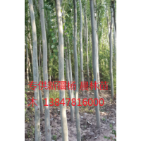 新疆杨苗木纯种