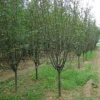 西府海棠大量出售