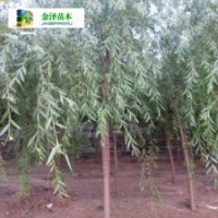 固原垂柳丹东垂柳