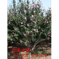 山东淄博3-6CM木槿