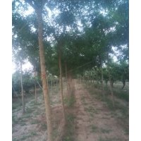 供应8-10公分国槐