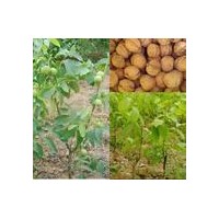 大量供应优质薄皮核桃