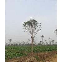 七叶树,鑫森源,七叶树前景