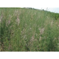 供应柽柳苗 馒头柳 垂柳等