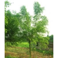 泸州小叶榕|小叶榕价格|西南小叶榕|重庆小叶榕