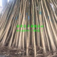 4公分国槐价格，4公分国槐(图)