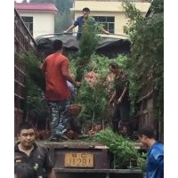 供应4-6公分红豆杉