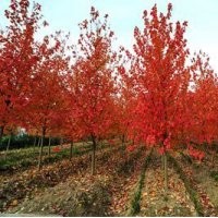 供应1-3公分美国红枫