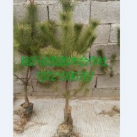 50公分油松苗价格