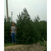 长期出售、供应白皮松