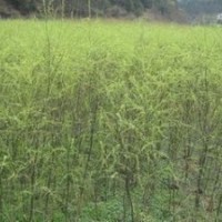 山东自产自销5公分垂柳价格 8公分垂柳价格