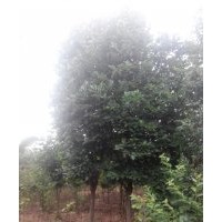 大量出售玉兰3-15公分