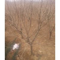 北京绿化苗木丁香树出售