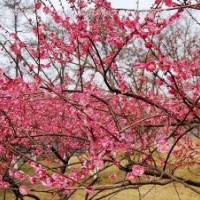 批发供应红梅和骨里红梅，规格齐全、价格低