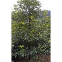 桢楠(金丝楠木)