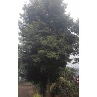 桢楠(金丝楠木)