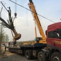 兴隆银杏、江苏银杏树、江苏银杏树市场价格